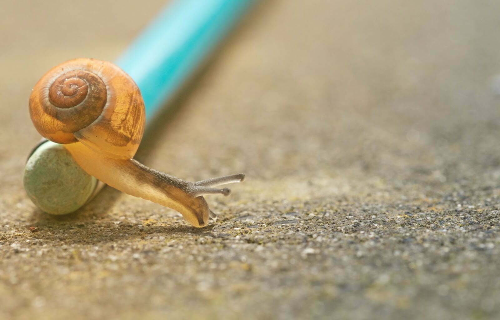 Snail moving at a slow pace