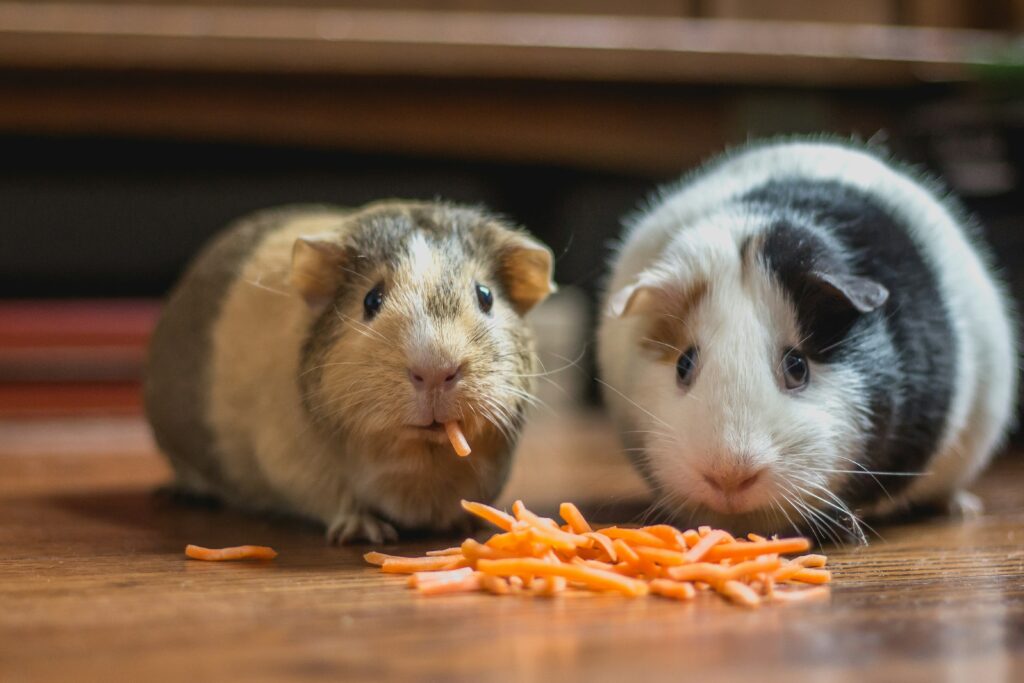 Two guinea pigs eating food