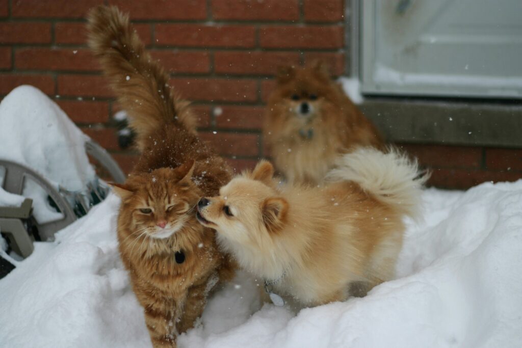 Cat and dog playing in the snow