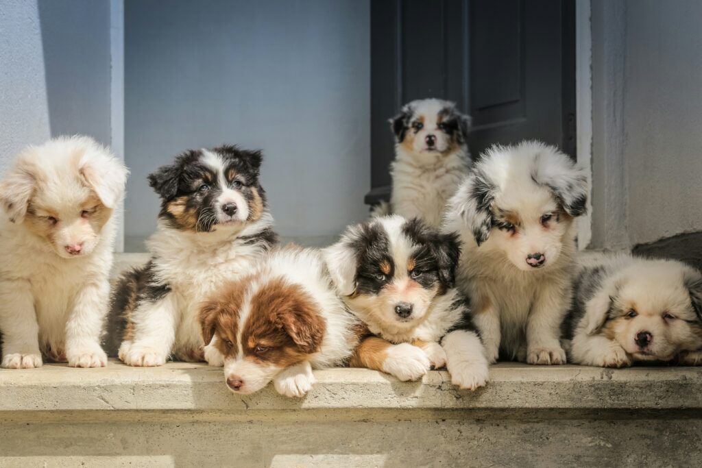 Puppies resting in front of a door
