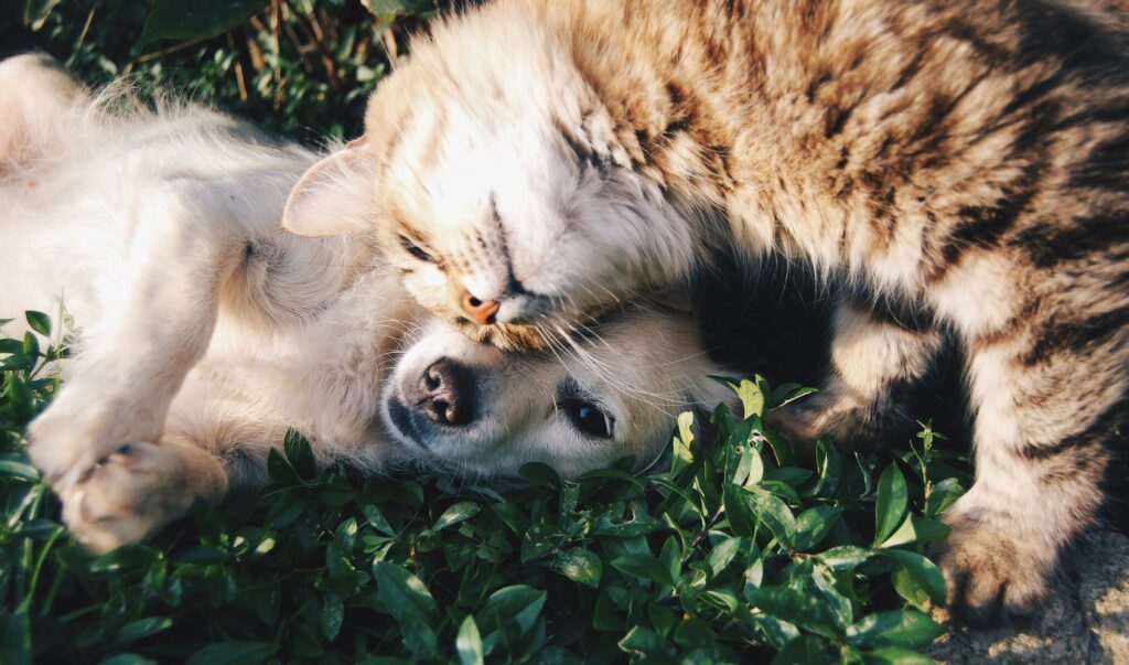 A dog and a cat playing on the grass