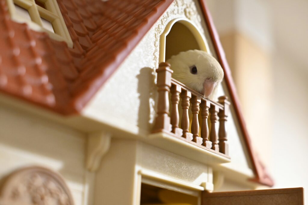 Little bird in a toy house