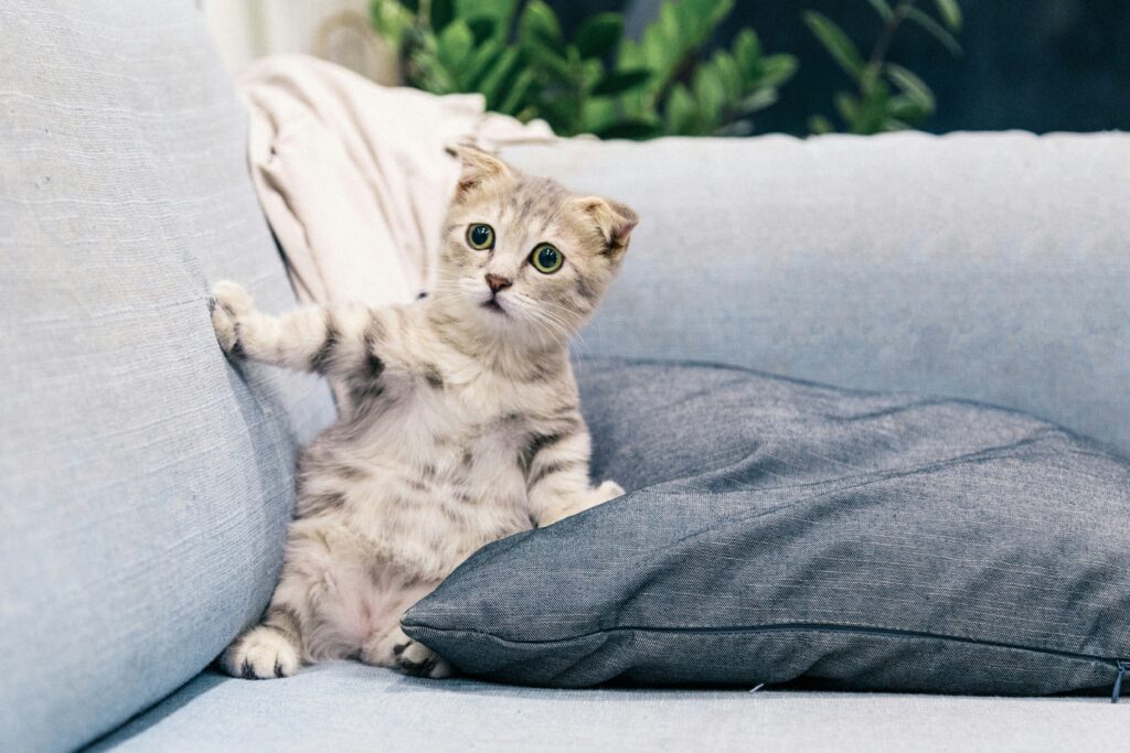 Small kitten looking baffled on a sofa